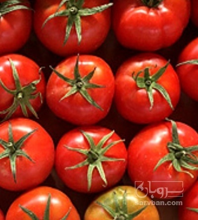 فروش گوجه فرنگی گلخانه