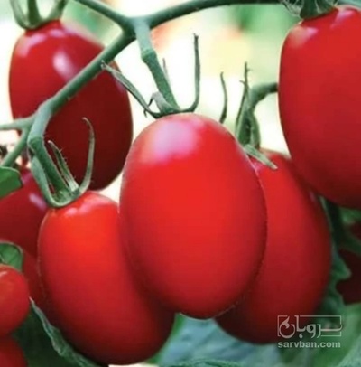 فروش گوجه فرنگی 8320