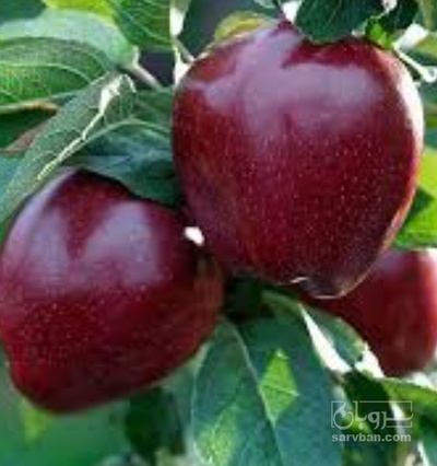 فروش سیب قرمز