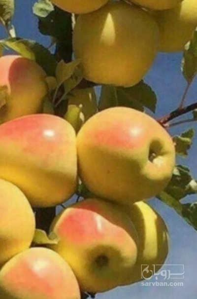 فروش سیب زرد