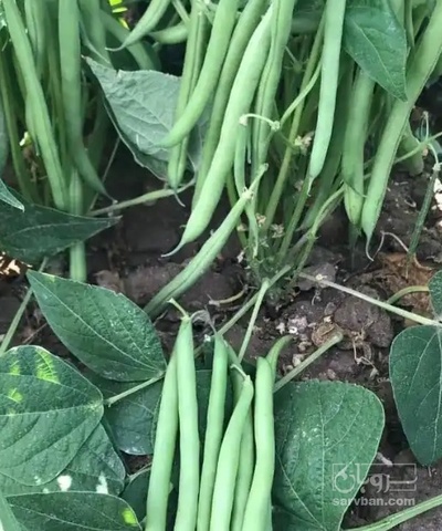 فروش لوبیا سبز