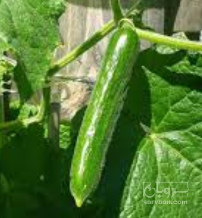 فروش خیار ریز