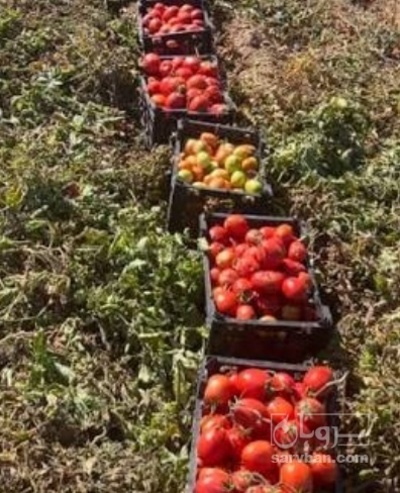 فروش گوجه فرنگی ربی