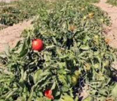 فروش گوجه فرنگی