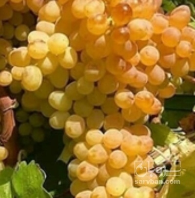 فروش انگور کشمشی