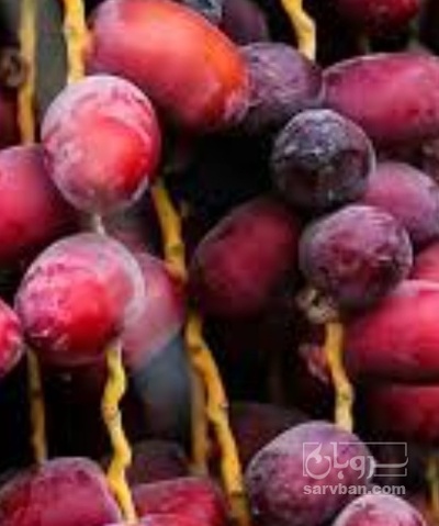 فروش خا ک خرما زاهدی
