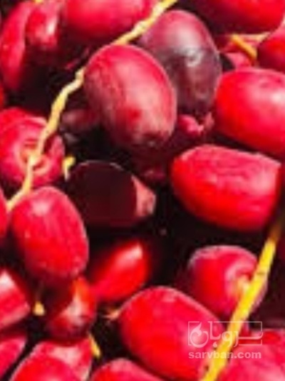 فروش خارک خرما شاهانی