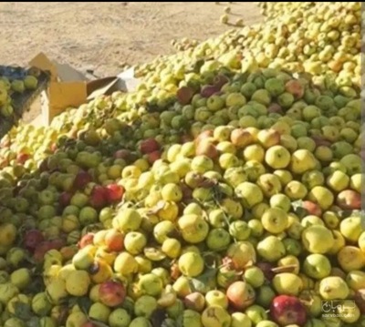 فروش سیب ضایعاتی