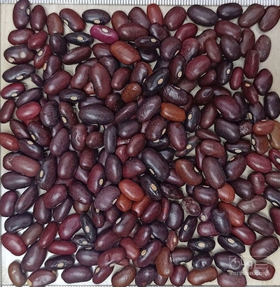 فروش لوبیا قرمز