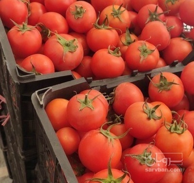 فروش گوجه فرنگی