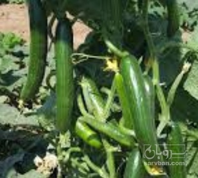 فروش خیار خیار شوری