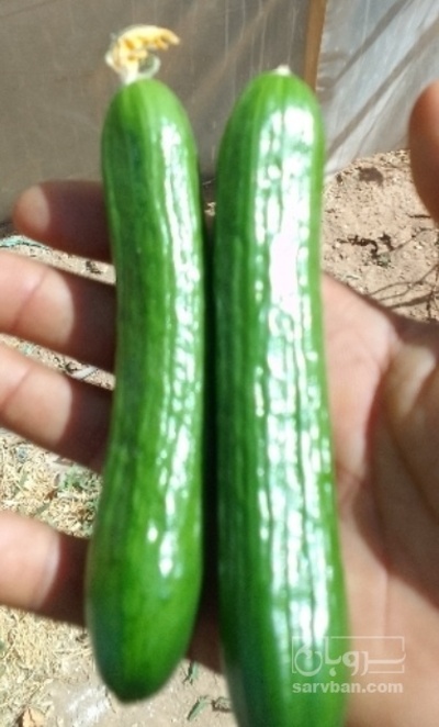فروش خیار خیار شوری