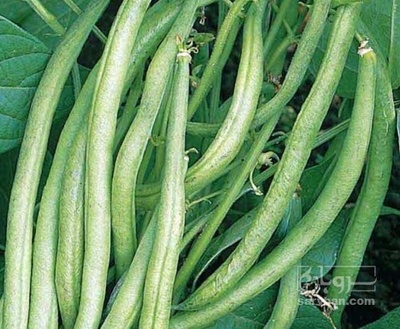 فروش لوبیا سبز