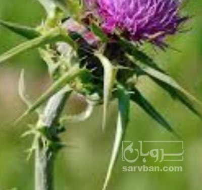 فروش عرق خارمریم