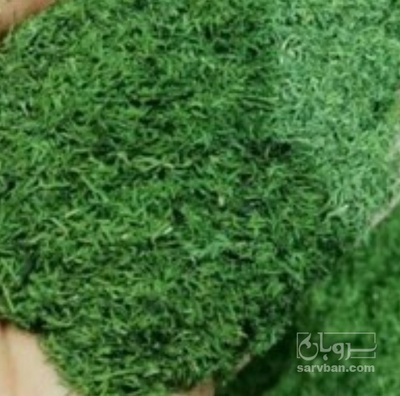 فروش شوید خشک (گیاه‌ دارویی)