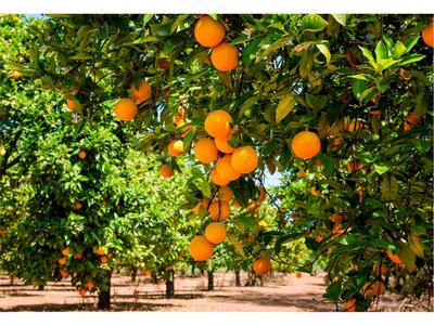 فروش پرتقال تامسون