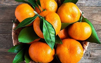 فروش نارنگی محلی