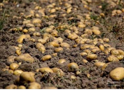 فروش سیب زمینی