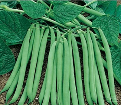 فروش لوبیا سبز