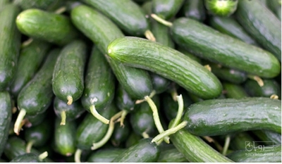 فروش خیار ،خیارشوزی