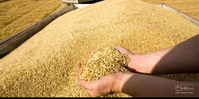 فروش گندم