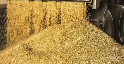 فروش گندم دیم