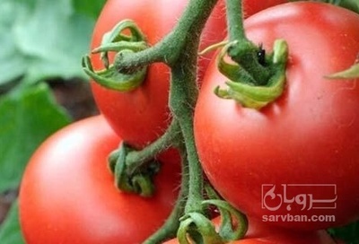 فروش گوجه فرنگی