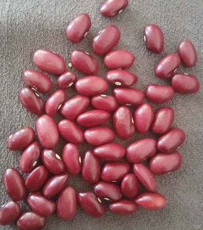 فروش لوبیا قرمز