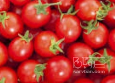 فروش گوجه فرنگی زیتونی