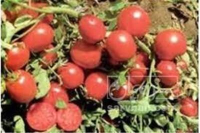 فروش گوجه فرنگی