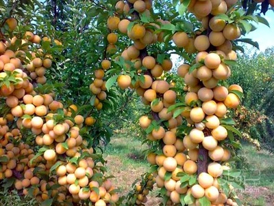 فروش آلو 2