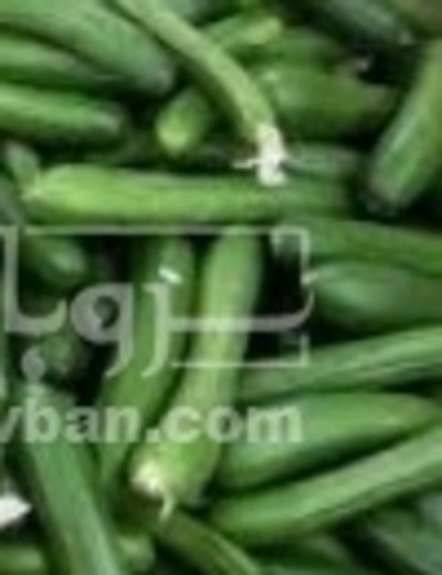 فروش خیار خیار شوری