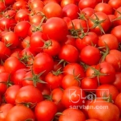 فروش گوجه فرنگی