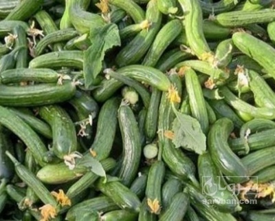 فروش خیار سالادی
