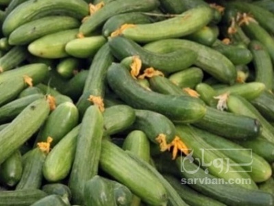 فروش خیار خیار شوری