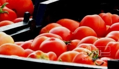 فروش گوجه فرنگی