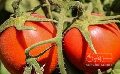 فروش گوجه فرنگی