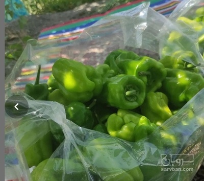 فروش فلفل دلمه ای سبز