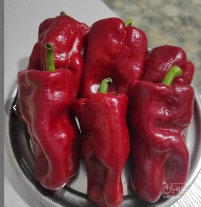 فروش فلفل دلمه ای قرمز