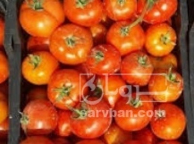 فروش گوجه فرنگی