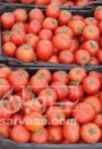 فروش گوجه فرنگی