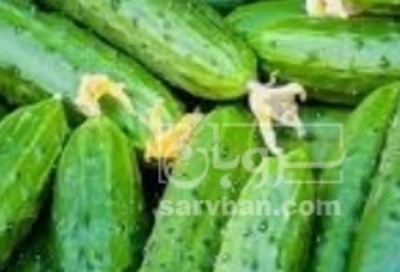 فروش خیار خیارشوری