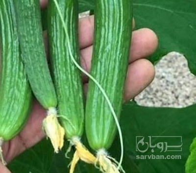 فروش خیار خیار شوری