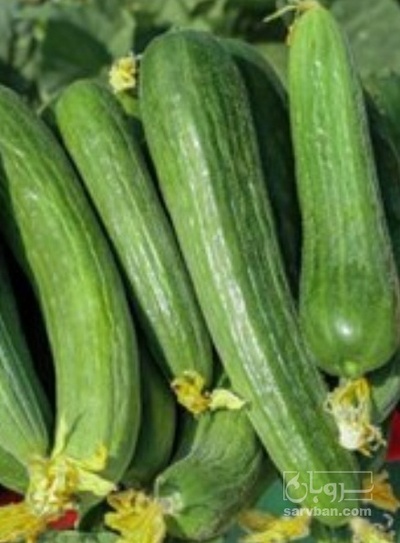 فروش خیار تره باری