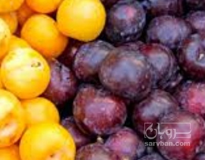فروش آلو