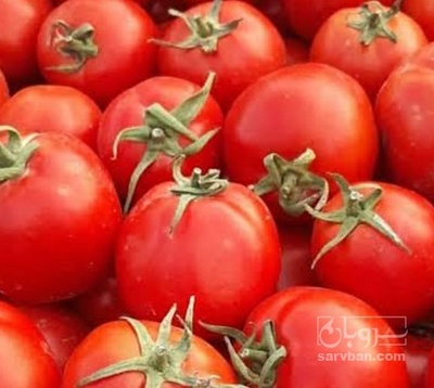 فروش گوجه فرنگی