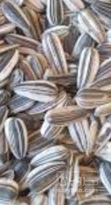 فروش تخمه دور سفید