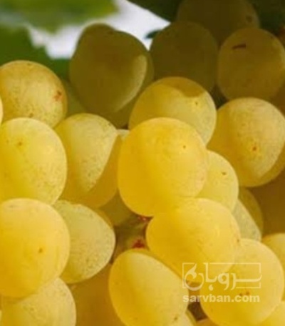 فروش انگور سفید