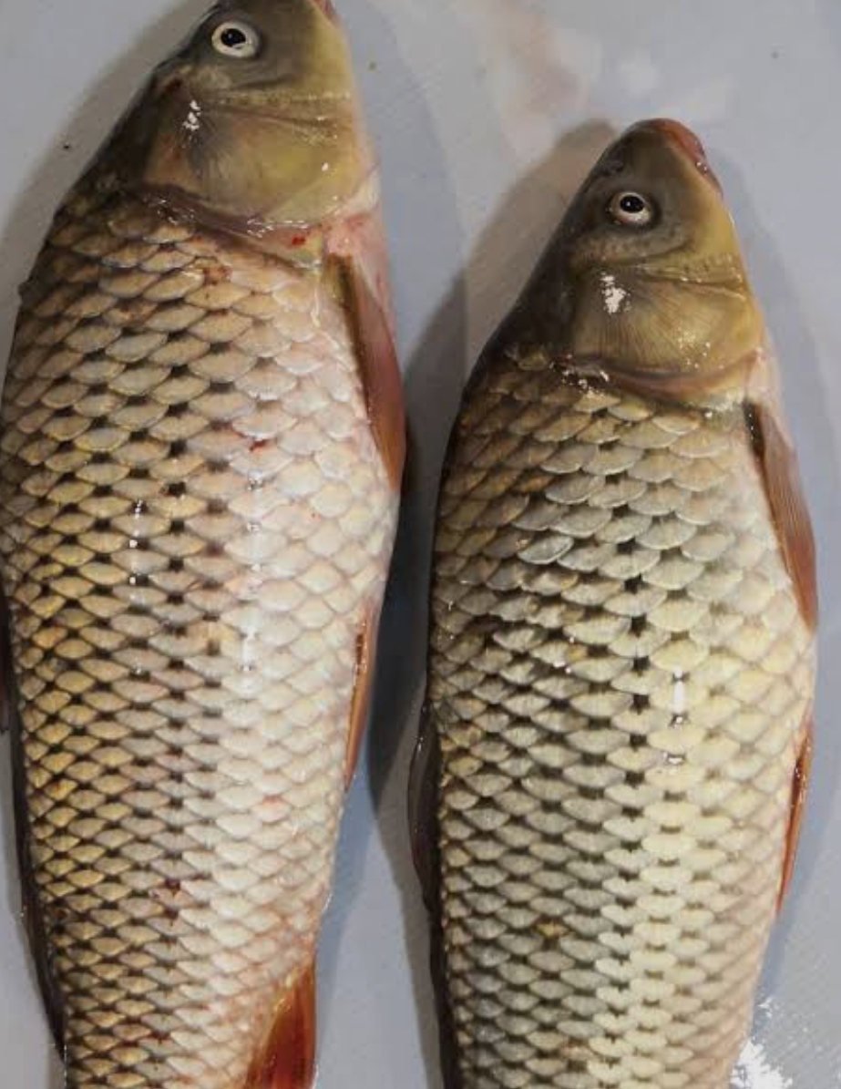 فروش ماهی کپور دریایی