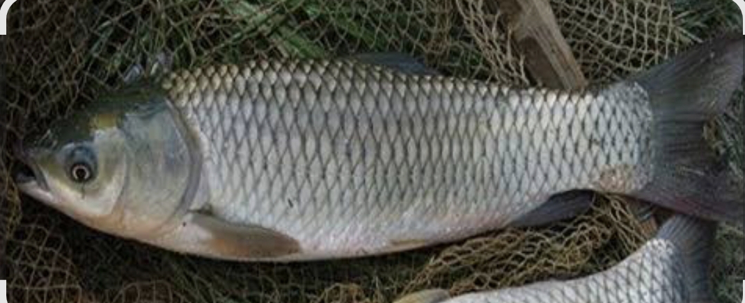 فروش ماهی آمور